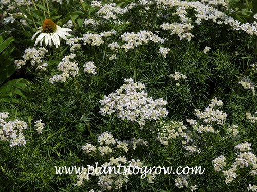 Narrow Leaf Mountain Mint (Pycnanthemum tenuifolium)